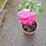 Plant Image 4