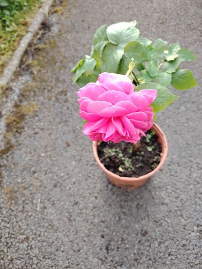 Plant