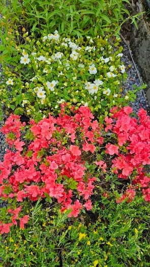 Azalea Evergreen Plants