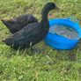 Pb Cayuga breeding pair Image 3