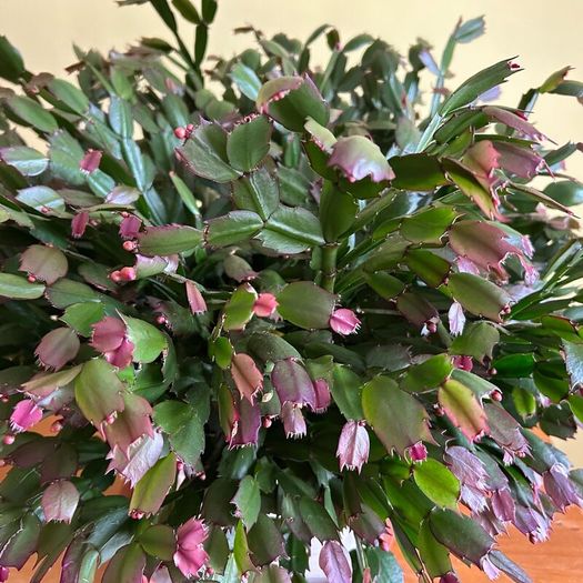 House plants