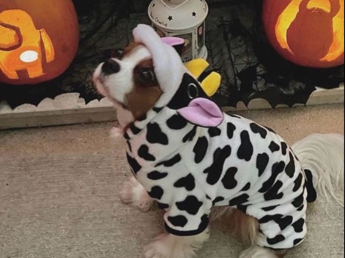 Dog Cow Halloween Costume