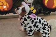Dog Cow Halloween Costume