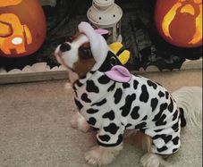 Dog Cow Halloween Costume