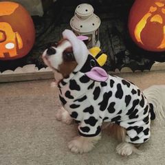 Dog Cow Halloween Costume