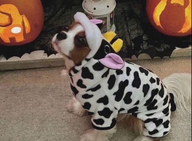 Dog Cow Halloween Costume
