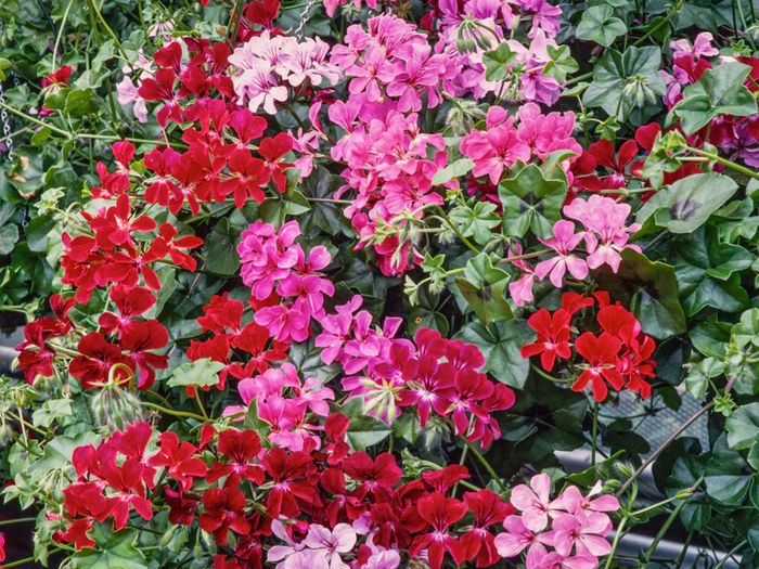(G) Geranium Summer Showers F1 seeds (10s) (413973)