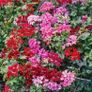(G) Geranium Summer Showers F1 seeds (10s) (413973) Image 2