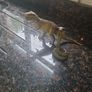Animals Image 2