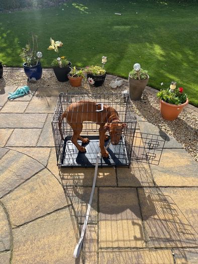 dog crate small