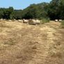 Organic Hay Bales For Sale in Cork Image 3
