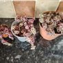 Crassula marginalis rubra variegata - House Plant Image 8