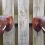 Vintage Handcarved Elephant Plaques Image 5