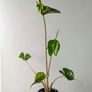 Alocasia Stingeray Plant Image 4