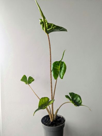 Alocasia Stingeray Plant
