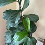 fig leaf plant Image 2