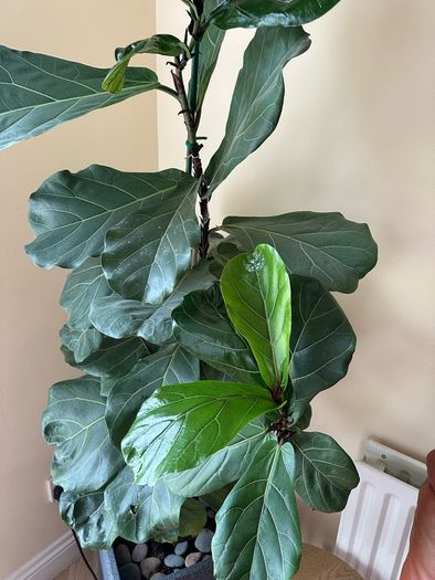 fig leaf plant