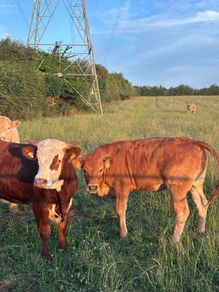 Cattle