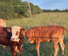 Cattle