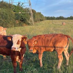 Cattle