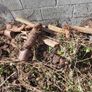 Fire Wood logs Image 3