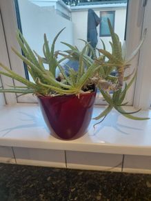 Aloe Vera plant