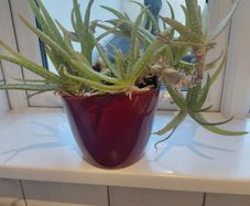 Aloe Vera plant