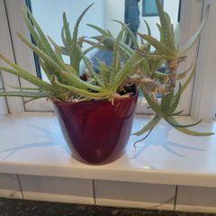 Aloe Vera plant
