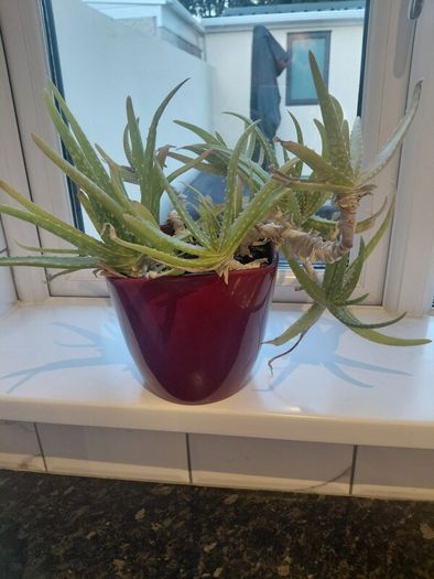 Aloe Vera plant