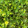 Herbs, Fruit Bushes, Tomato Plants Image 2