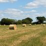 Hay Image 4