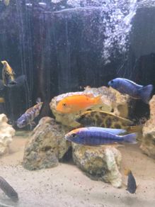 cichlids