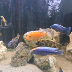 cichlids