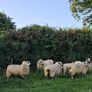 sheep Image 4