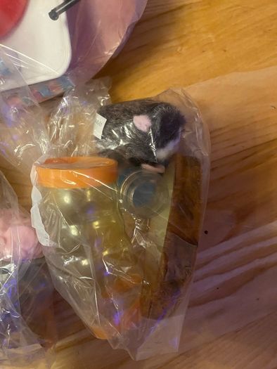 Selection of Dolls
