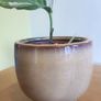 I'epipremnum N'Joy Plant Image 3