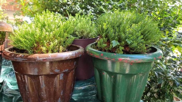 plants