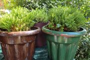 plants