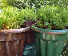 plants
