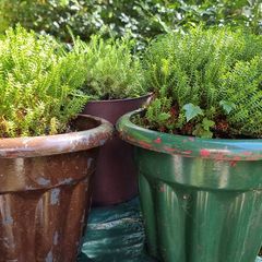 plants
