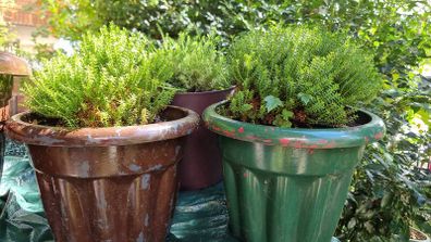 plants