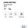 (L) Lupin Festival seeds 2g (approx. 90 seeds) (432059) Image 2