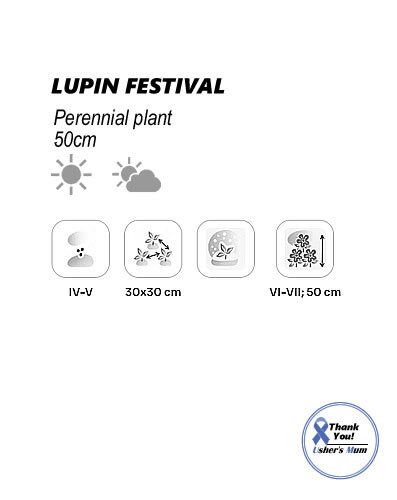 (L) Lupin Festival seeds 2g (approx. 90 seeds) (432059)
