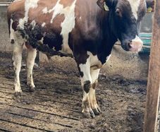 Bull Friesian, red/white