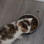 kitten Image 6