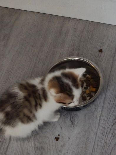 kitten