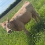 Charolais weanlings Image 3