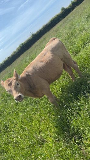 Charolais weanlings