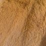 girls coat Image 2