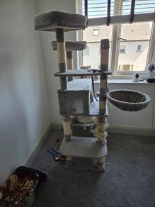 Used big cat tree for free